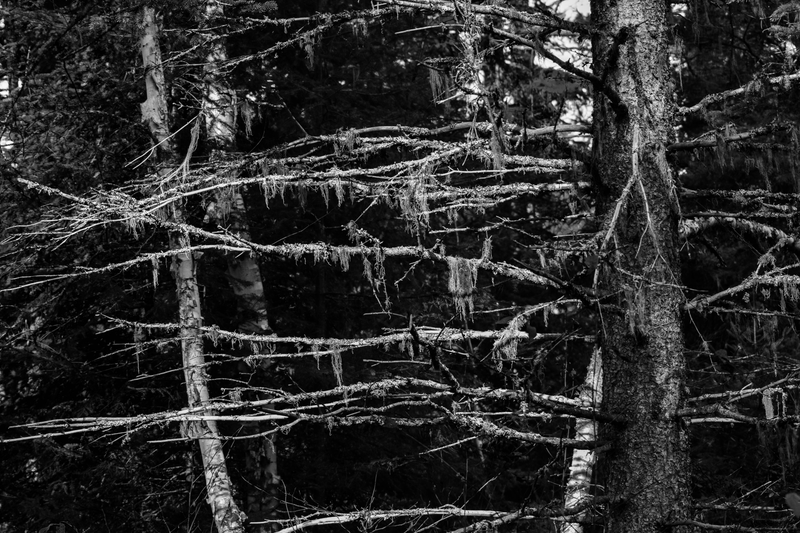Illustration for article titled Superior National Forest